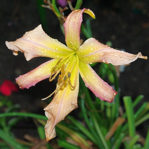 Hemerocallis Concorde Nelson